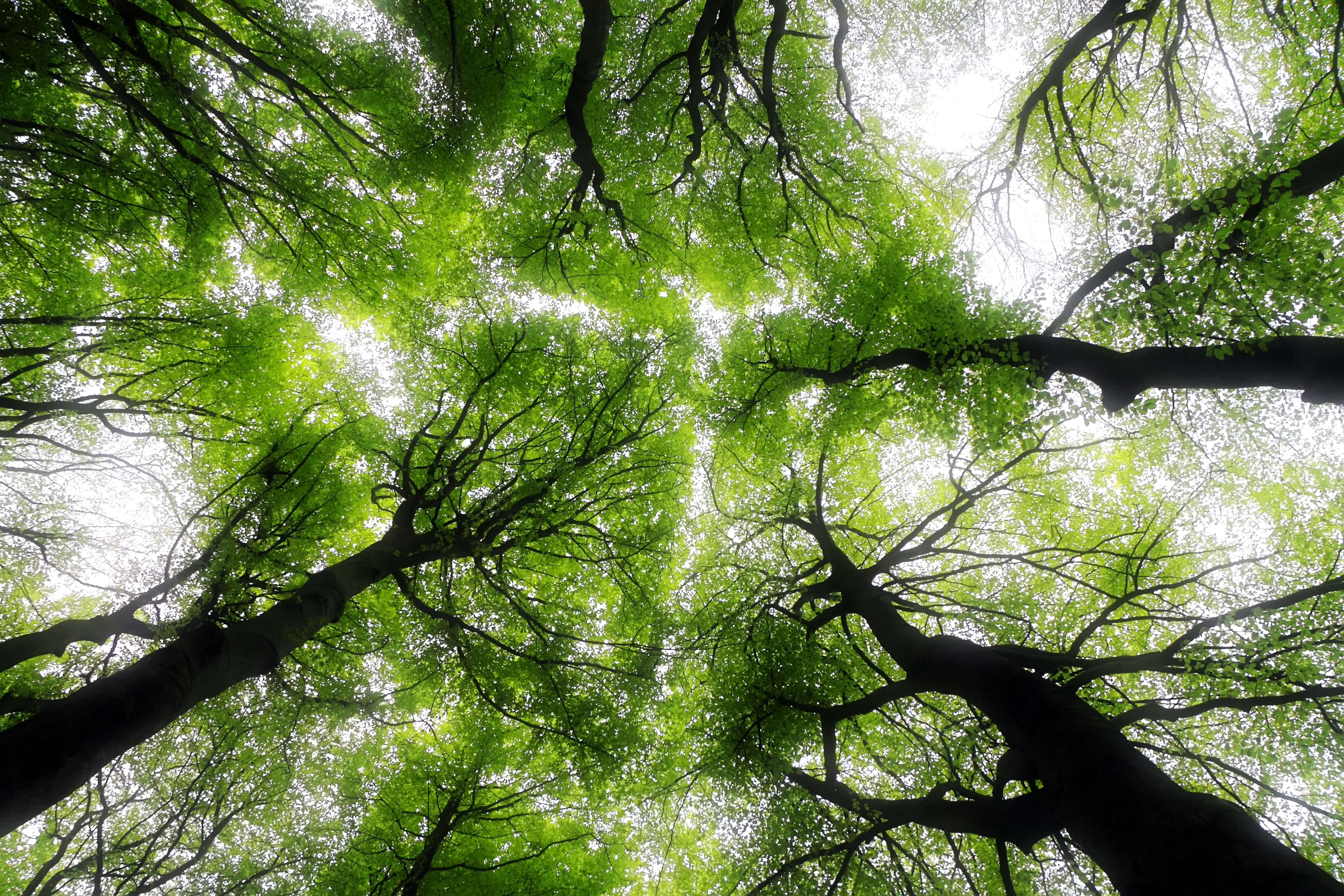 ed-van-duijn-1233367-unsplash ed-van-duijn-1233367-unsplash